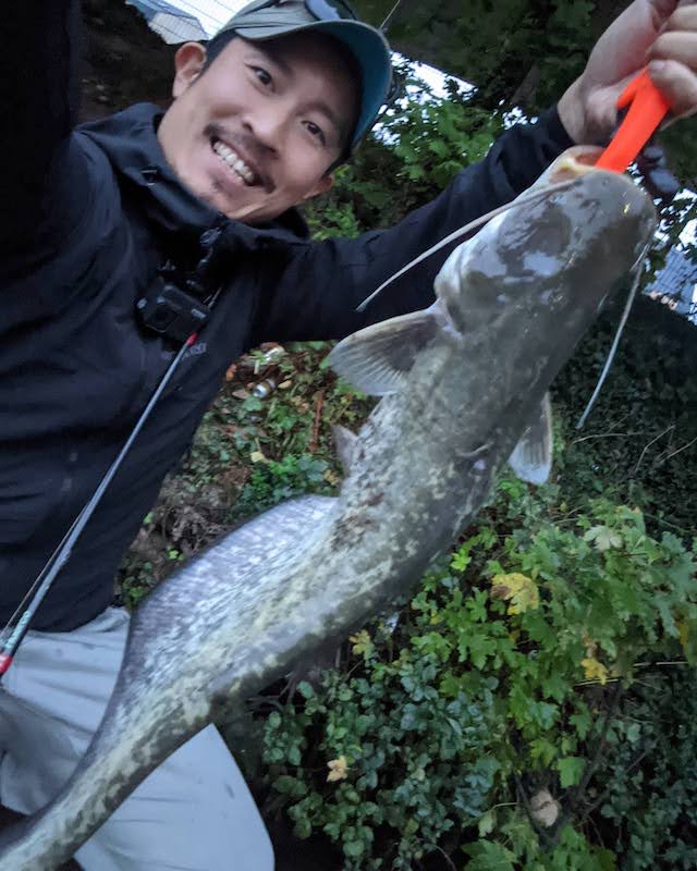 ヨーロッパオオナマズ　ヨーロッパ大　ナマズ　01