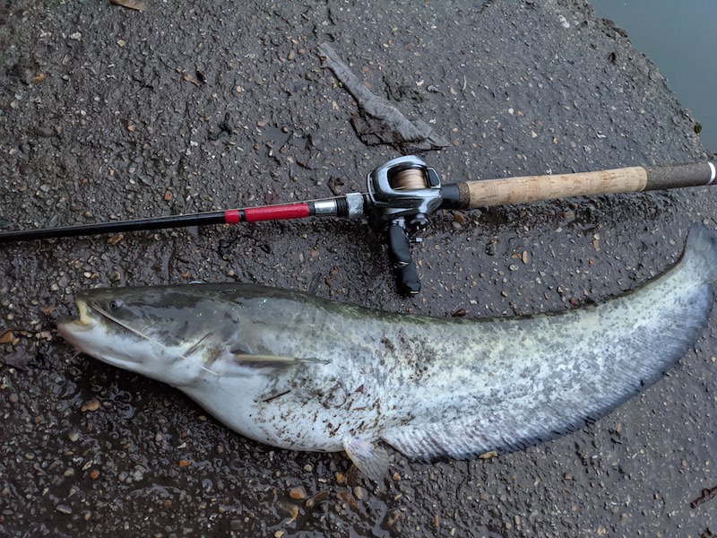 ヨーロッパオオナマズ　ヨーロッパ大　ナマズ　HuercoXT610-4C バンタムMGL