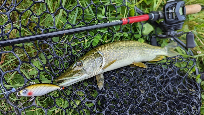 バーブレスは魚も傷つきにくい